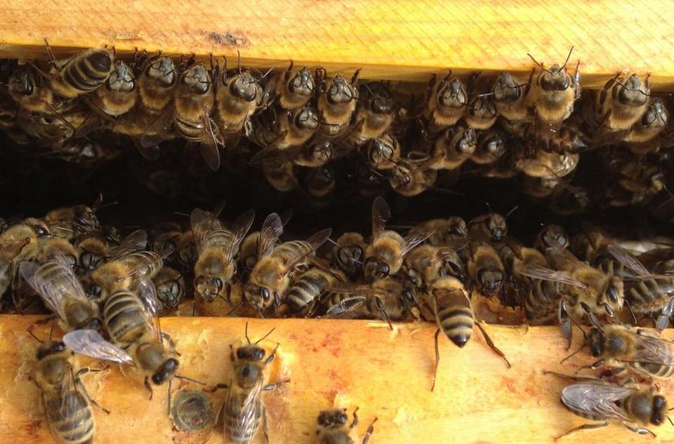 Viele Honigbienen sitzen zwischen zwei Holzbalken.