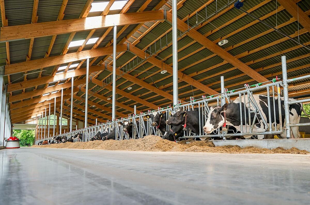 Innenansicht eines modernen Kuhstalls, Ruhezone - Bewegungsbereich Rinder im Stall