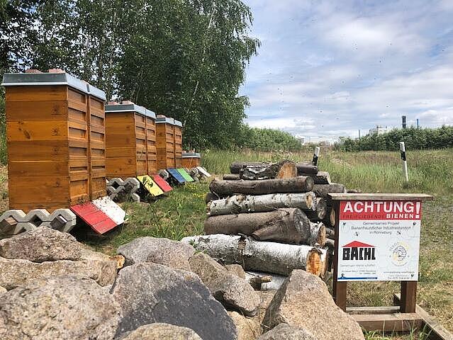 Bienenstämme auf Fabrikgelände