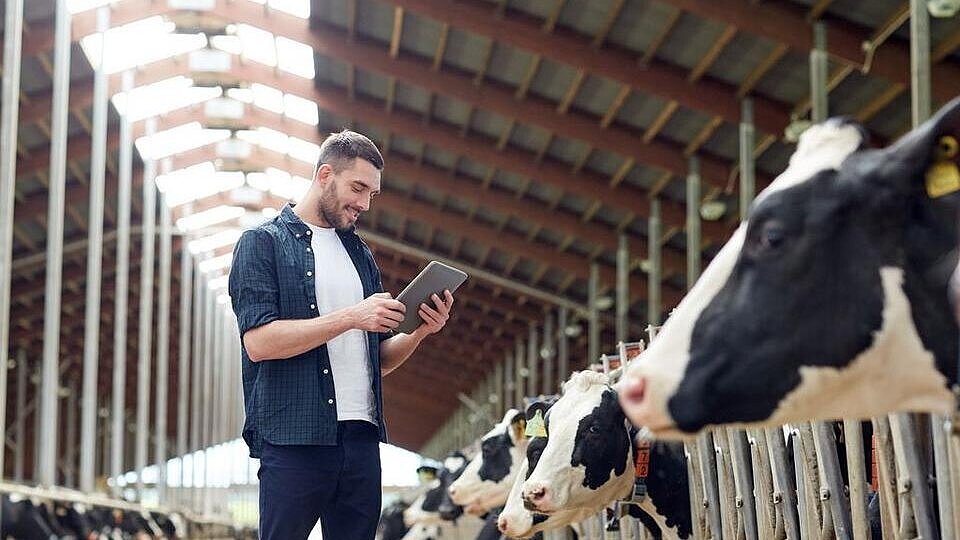 Mann mit Tablet steht vor Kühen in Stall