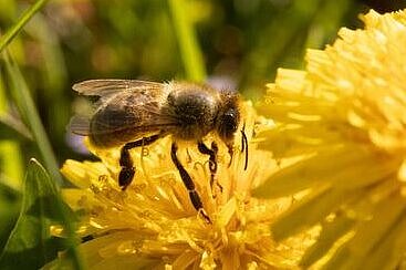 Biene auf Löwenzahn