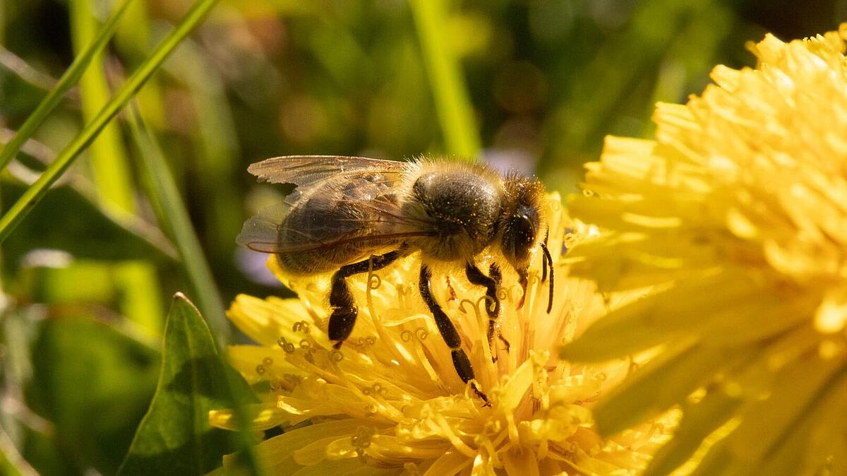 Biene auf Löwenzahn sitzend 