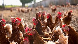 Poules pondeuses dans un élevage en plein air. Legehennen in Freilandhaltung