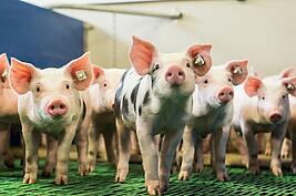 Neugierig blickende Ferkel in einem modernen Aufzuchtstall neugierig blickende Schweine in einem modernen Aufzuchtbetrieb
